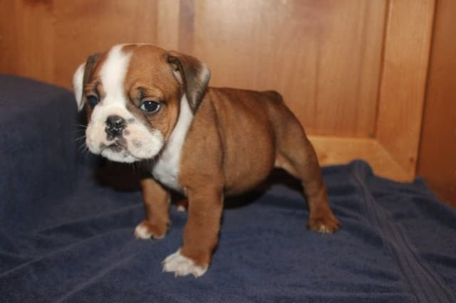 Beautiful litter of English Bulldogs from Fallen Timbers media 16
