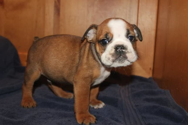 Beautiful litter of English Bulldogs from Fallen Timbers media 18