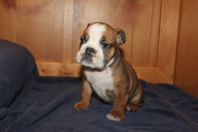 Beautiful litter of English Bulldogs from Fallen Timbers media 17