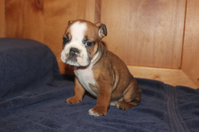 Beautiful litter of English Bulldogs from Fallen Timbers media 19