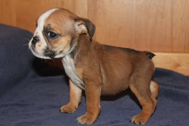 Beautiful litter of English Bulldogs from Fallen Timbers media 20
