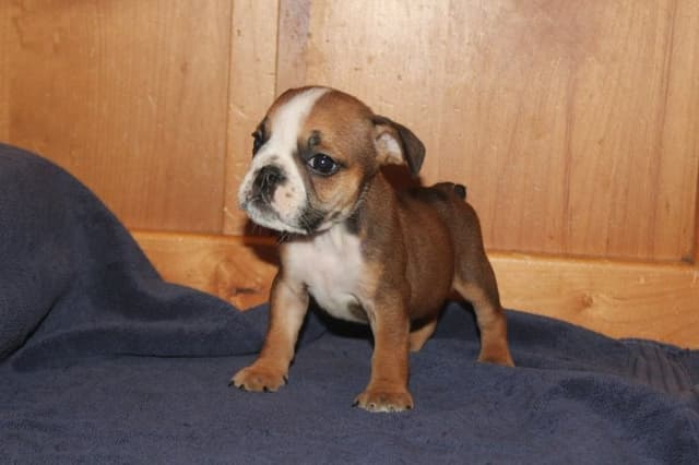 Beautiful litter of English Bulldogs from Fallen Timbers media 21