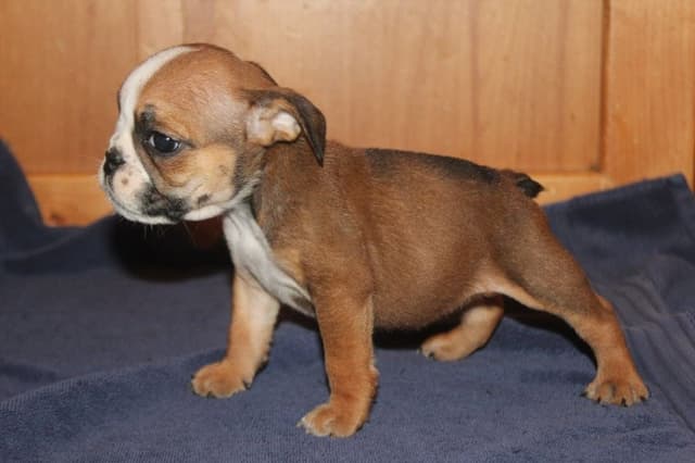 Beautiful litter of English Bulldogs from Fallen Timbers media 22