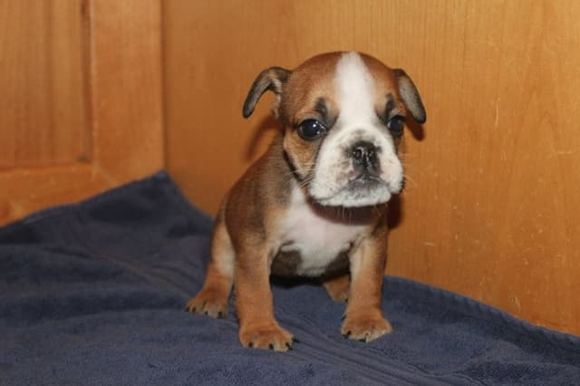 Beautiful litter of English Bulldogs from Fallen Timbers media 23