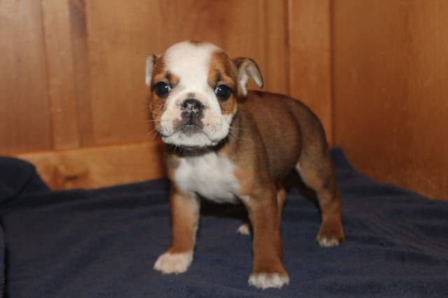 Beautiful litter of English Bulldogs from Fallen Timbers media 24