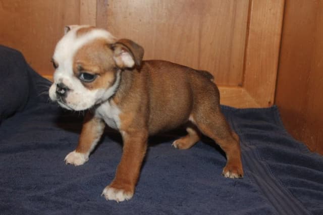 Beautiful litter of English Bulldogs from Fallen Timbers media 25