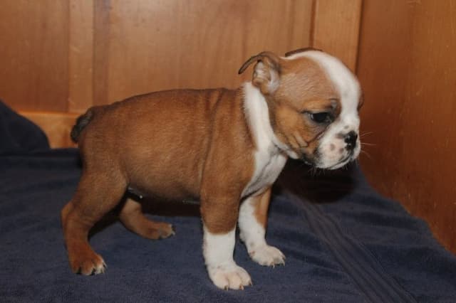 Beautiful litter of English Bulldogs from Fallen Timbers media 26