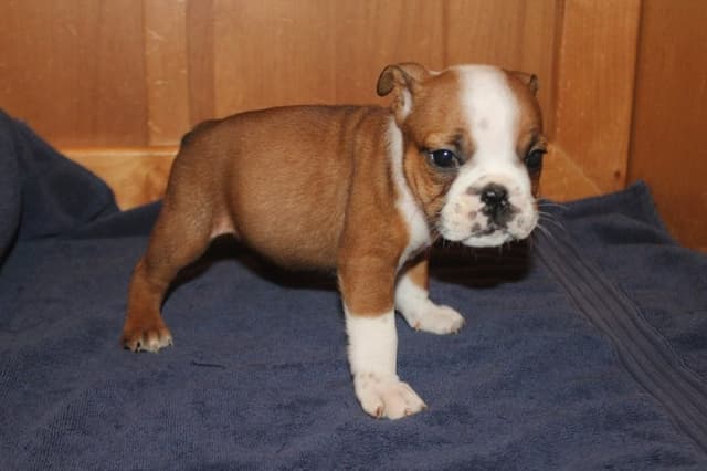 Beautiful litter of English Bulldogs from Fallen Timbers media 28