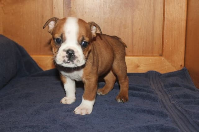 Beautiful litter of English Bulldogs from Fallen Timbers media 27