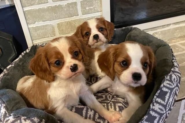 Cavalier King Charles Spaniel Puppies breeder image 2