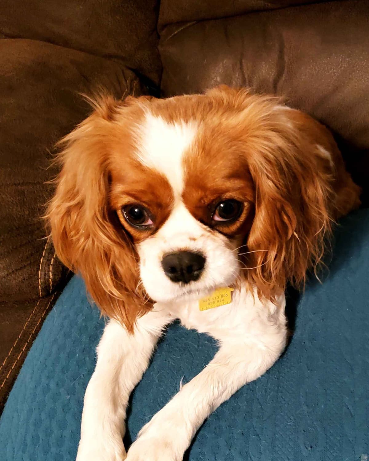 Cavalier King Charles Spaniel Puppies breeder image 1