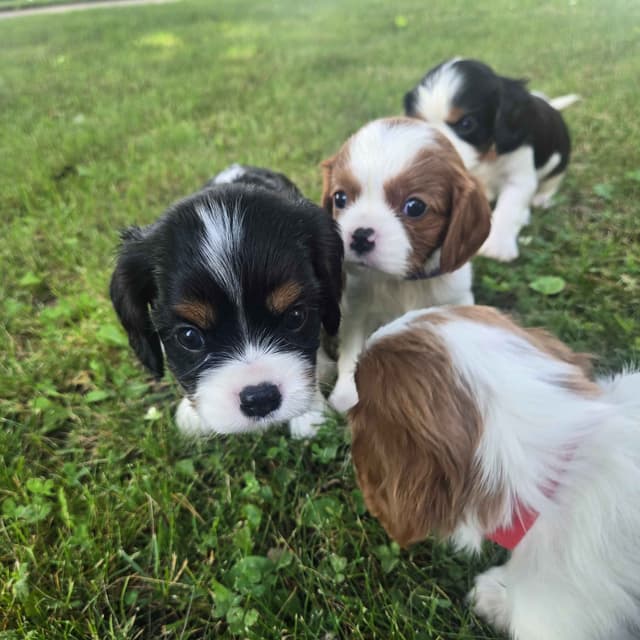 Cavalier King Charles Spaniel Puppies media 3