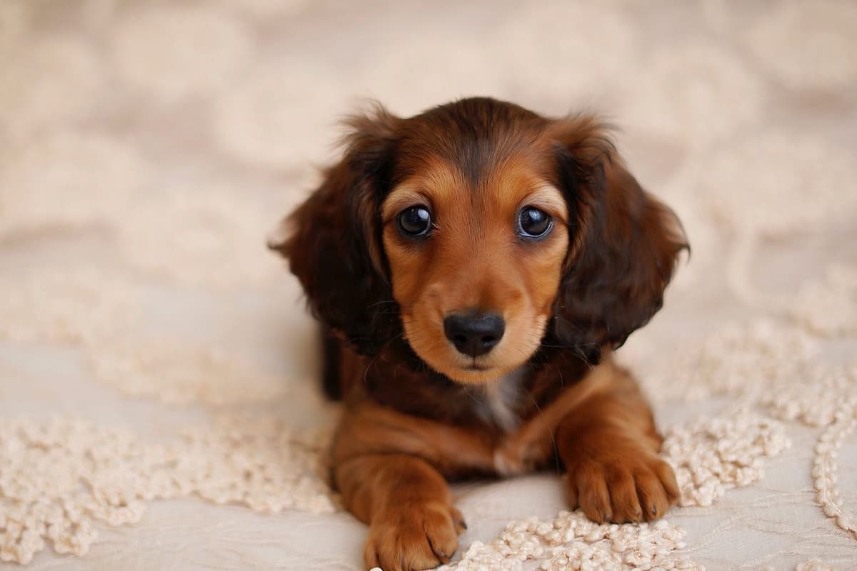 Champion Bred Miniature Longhair Dachshund Puppies breeder image 1