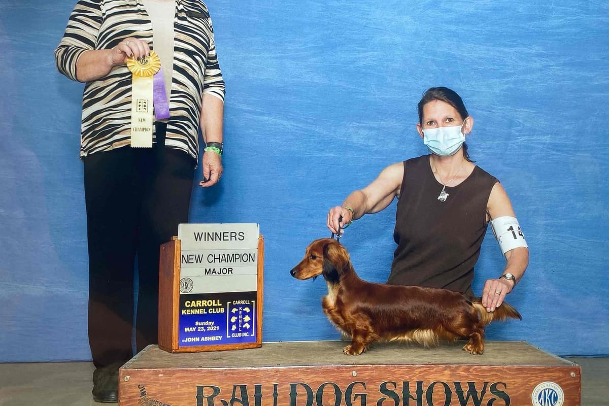 Champion Bred Miniature Longhair Dachshund Puppies breeder image 3