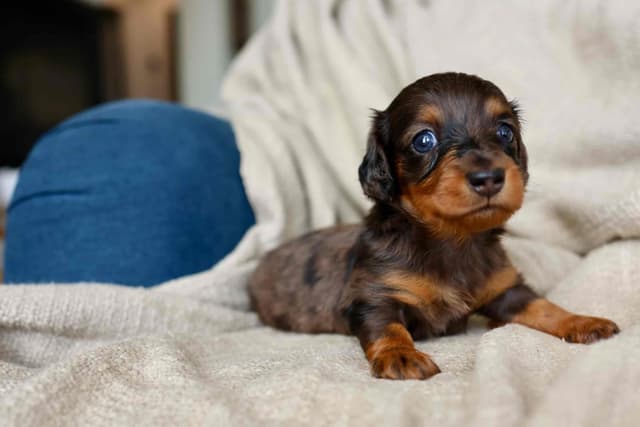 Champion Bred Miniature Longhair Dachshund Puppies media 2