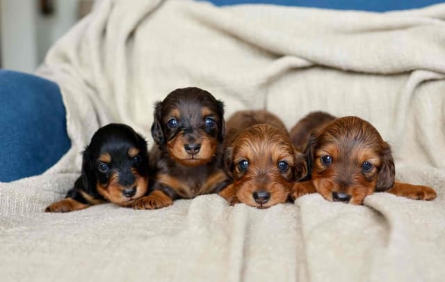 Champion Bred Miniature Longhair Dachshund Puppies media 3