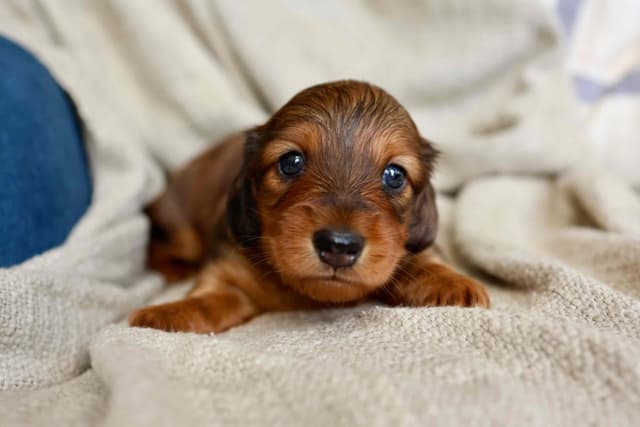 Champion Bred Miniature Longhair Dachshund Puppies media 4