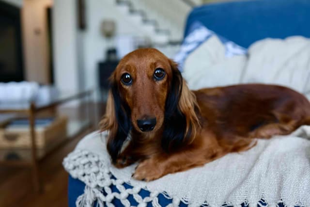 Champion Bred Miniature Longhair Dachshund Puppies media 5