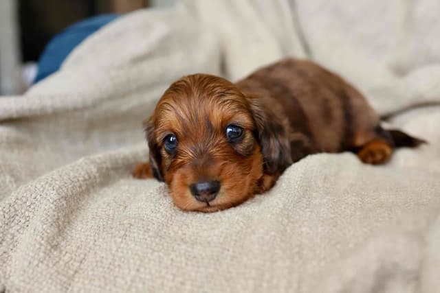 Champion Bred Miniature Longhair Dachshund Puppies media 7