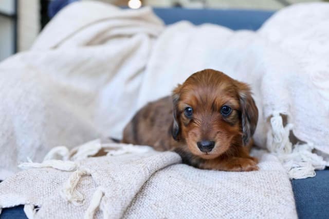 Champion Bred Miniature Longhair Dachshund Puppies media 9