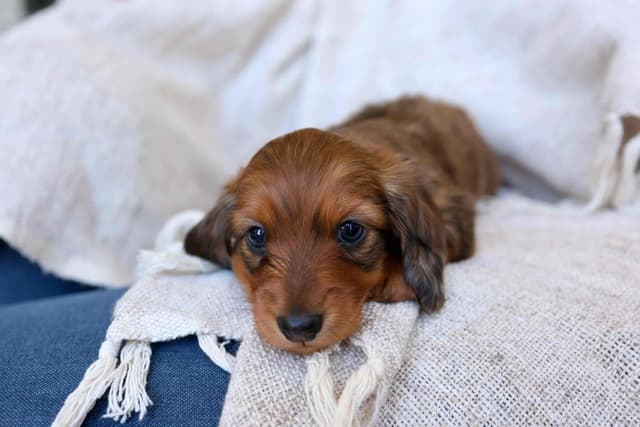 Champion Bred Miniature Longhair Dachshund Puppies media 10