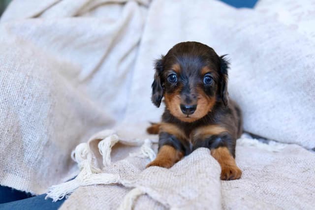Champion Bred Miniature Longhair Dachshund Puppies media 11