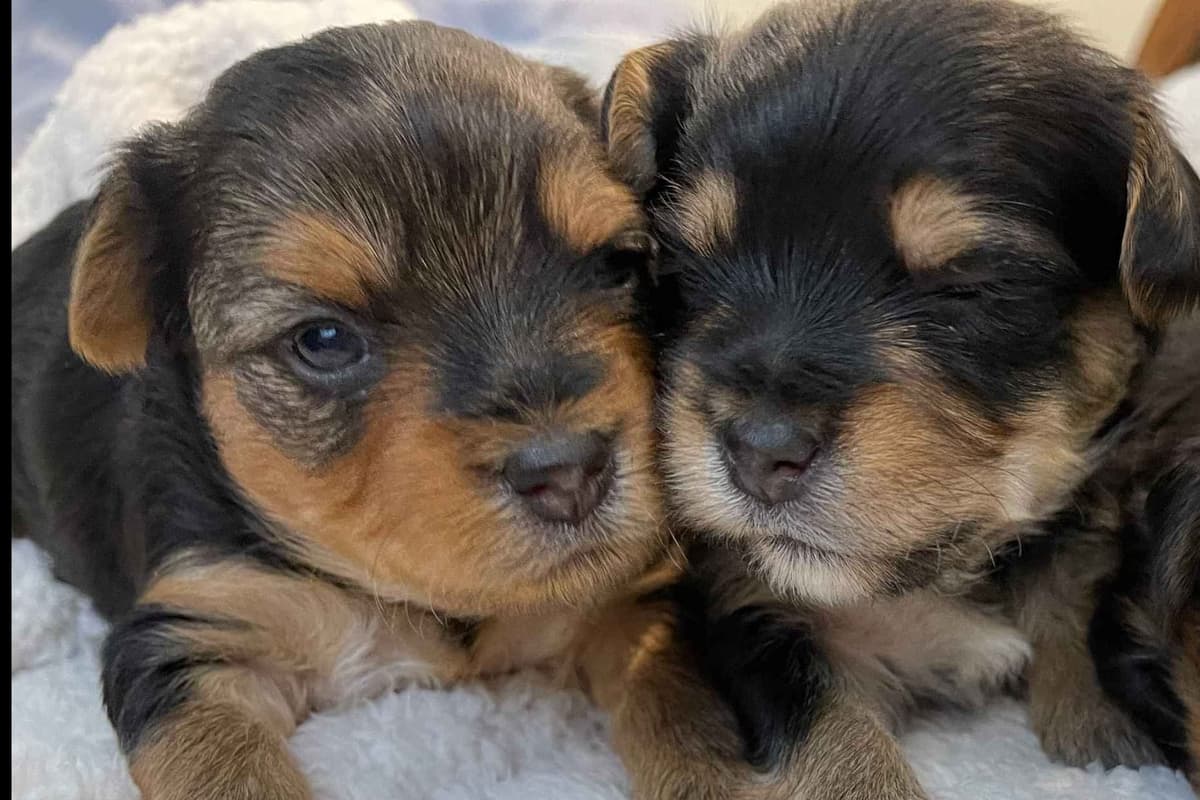 Yorkshire Terrier Puppies breeder image 1