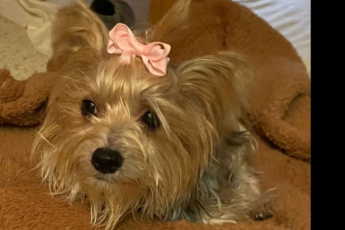 Yorkshire Terrier Puppies breeder image 4