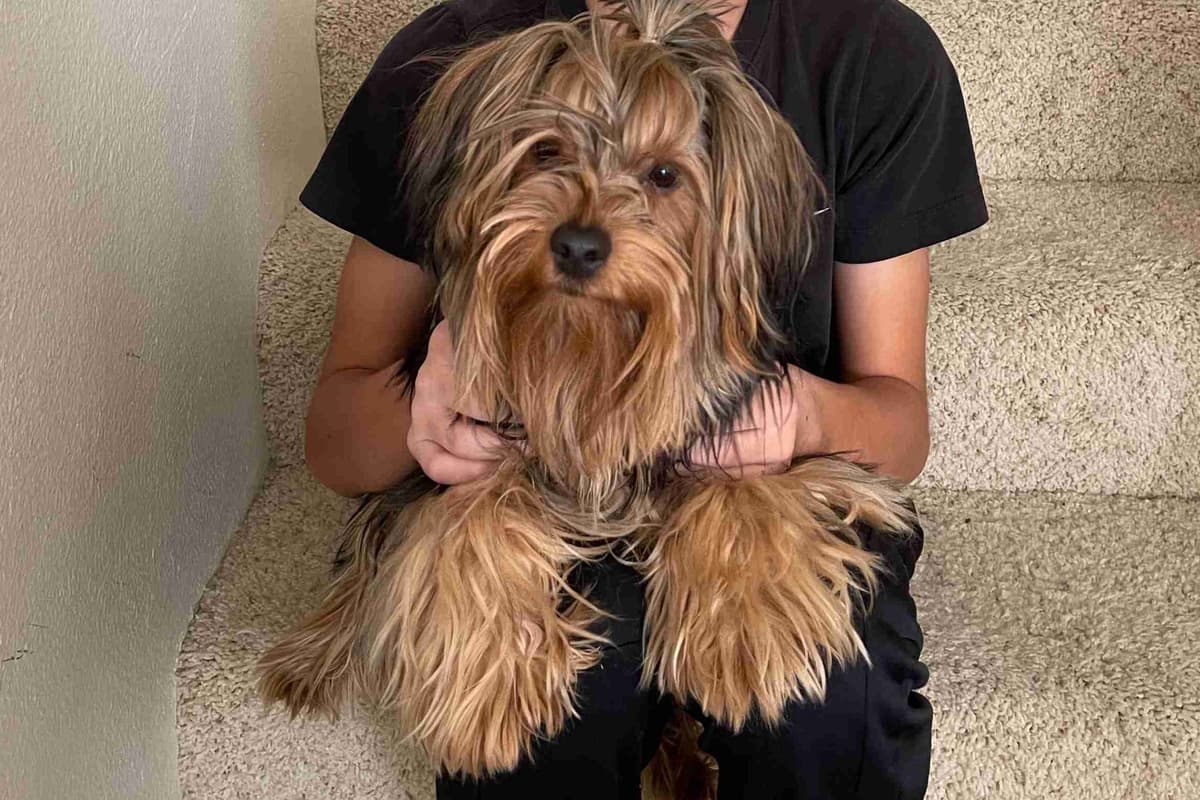 Yorkshire Terrier Puppies breeder image 5