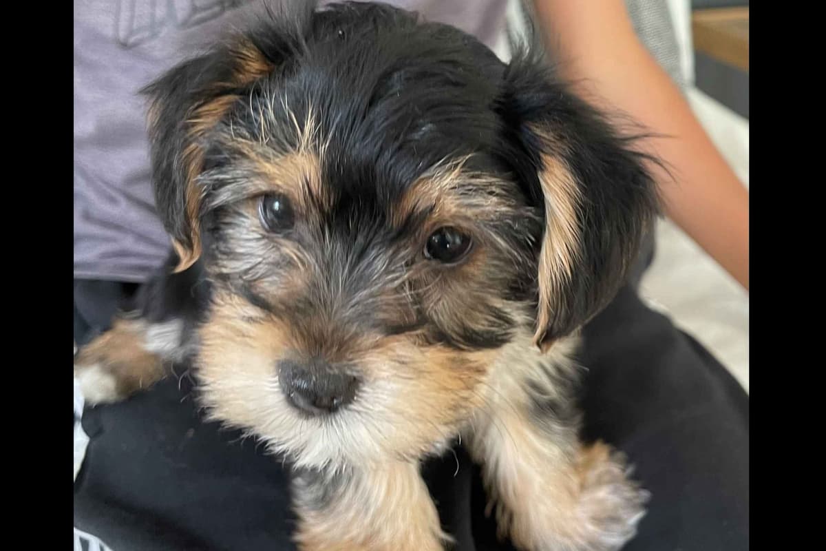 Yorkshire Terrier Puppies breeder image 3