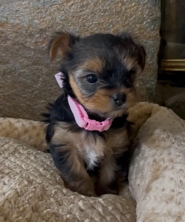 Yorkshire Terrier Puppies media 3