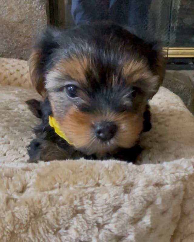 Yorkshire Terrier Puppies media 4
