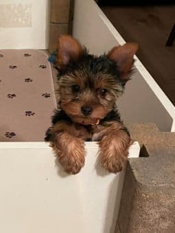 Yorkshire Terrier Puppies media 5