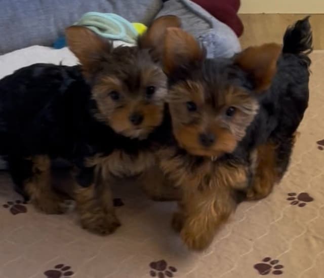 Yorkshire Terrier Puppies media 6