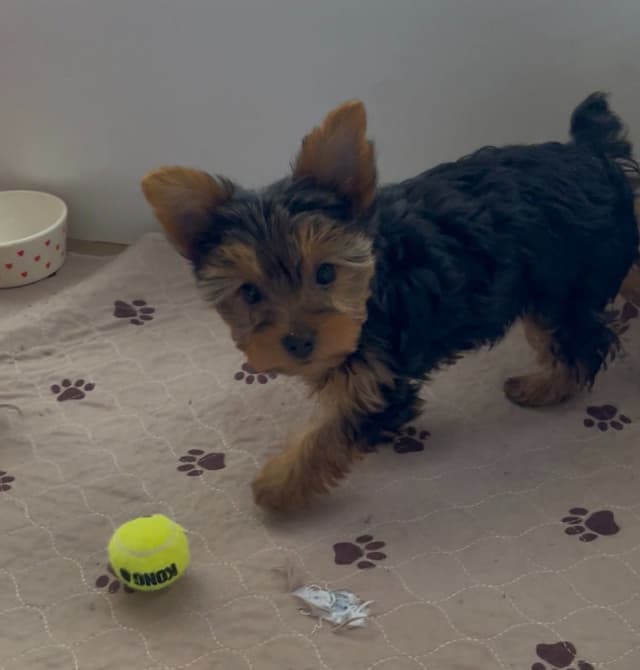 Yorkshire Terrier Puppies media 7