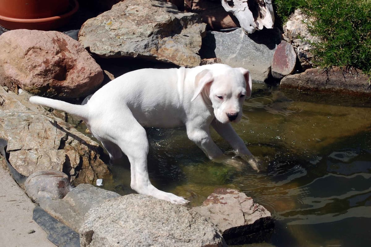 Cane Corso Puppies breeder image 5