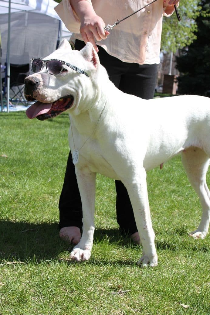Cane Corso Puppies breeder image 13