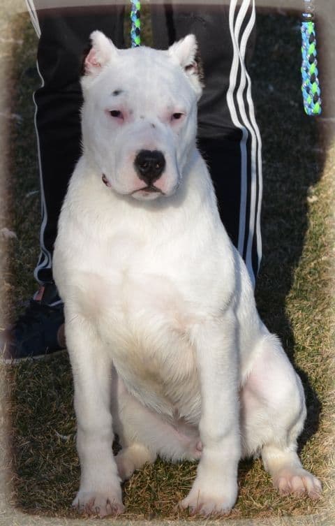 Cane Corso Puppies breeder image 20