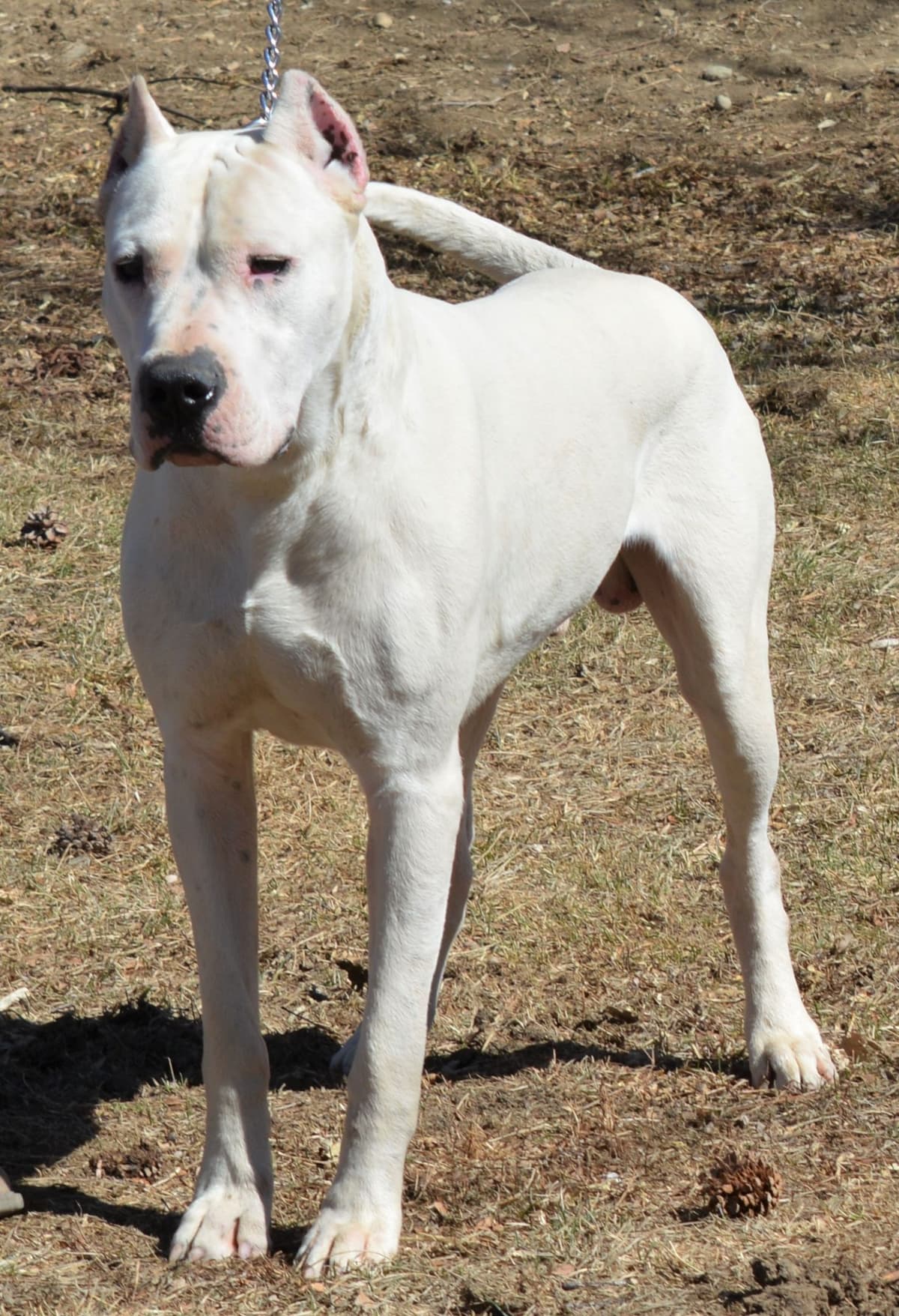 Cane Corso Puppies breeder image 21