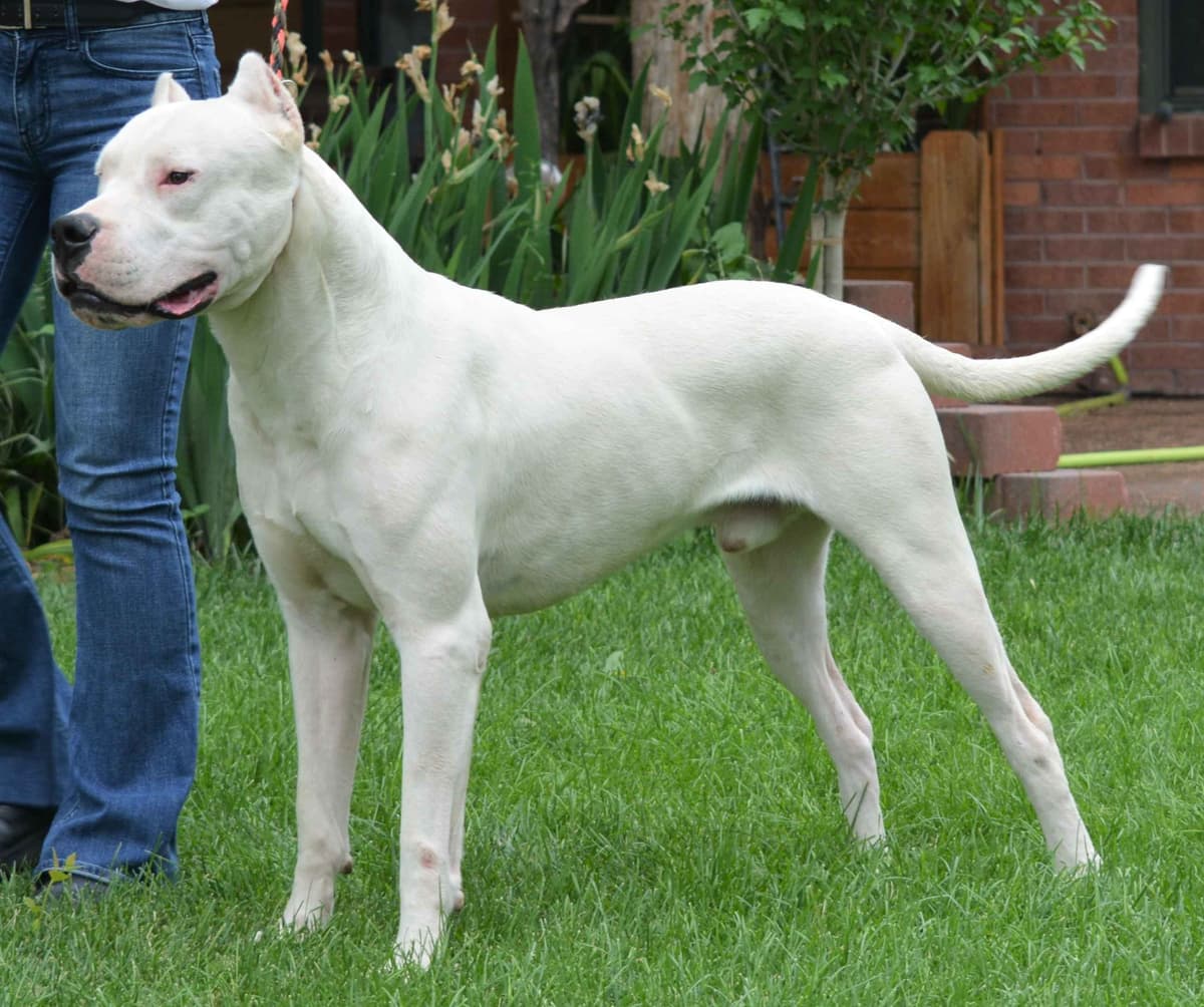 Cane Corso Puppies breeder image 23