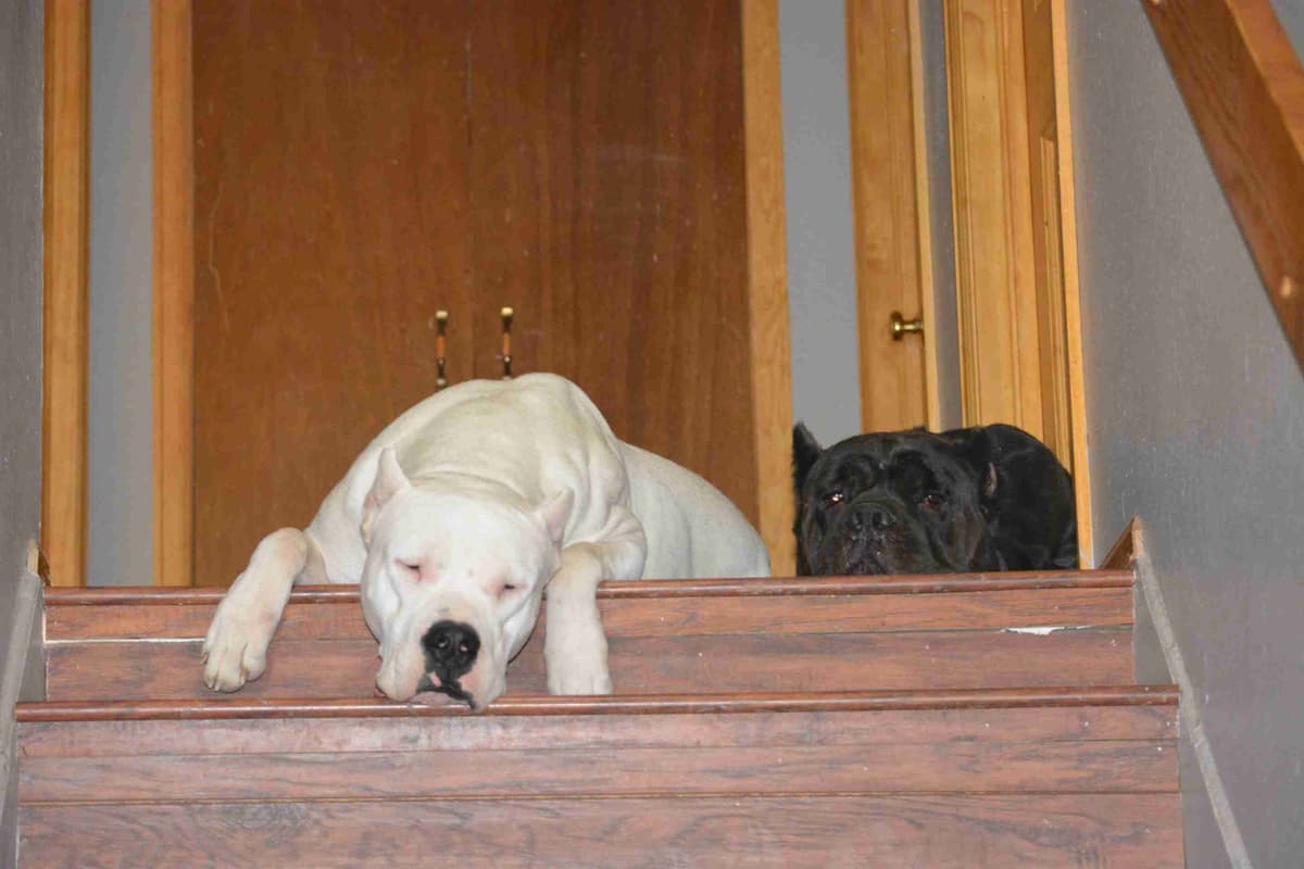 Cane Corso Puppies breeder image 26