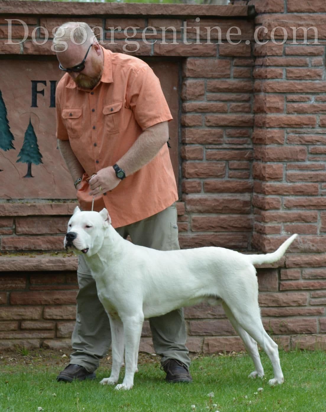 Cane Corso Puppies breeder image 29