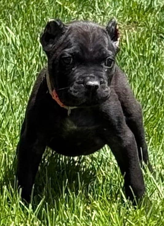 Cane Corso Puppies media 3