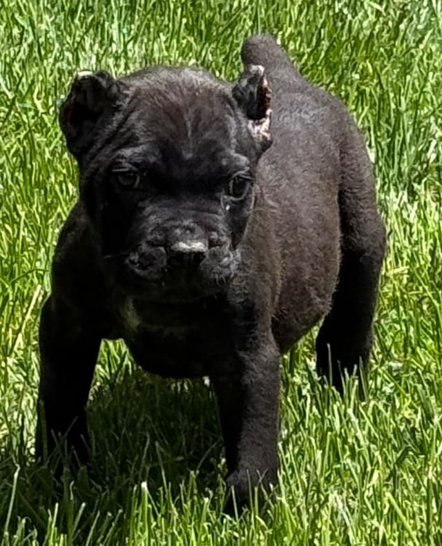Cane Corso Puppies media 4