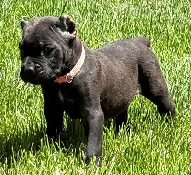 Cane Corso Puppies media 6