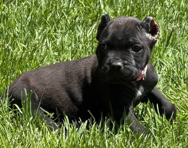 Cane Corso Puppies media 7