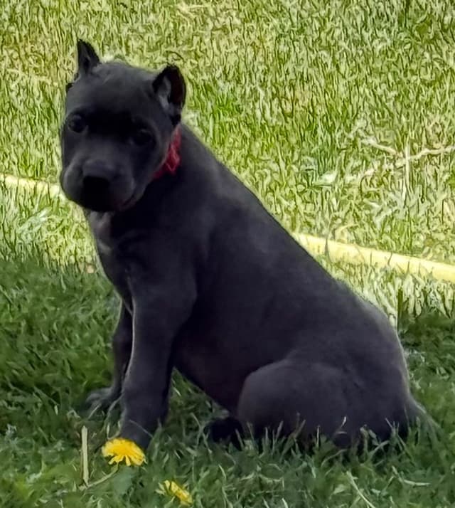 Cane Corso Puppies media 8