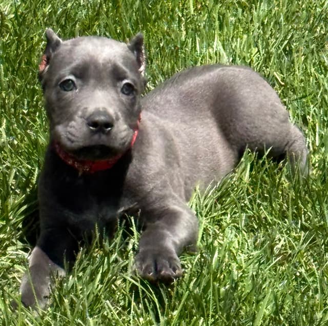 Cane Corso Puppies media 9