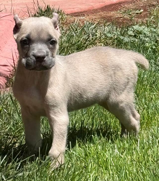 Cane Corso Puppies media 10