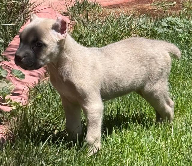 Cane Corso Puppies media 11